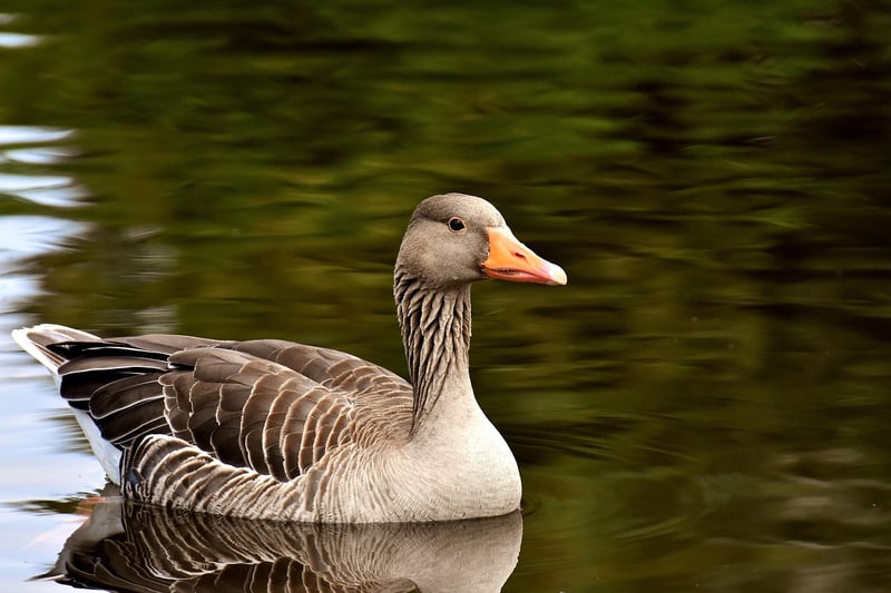 Wild Goose