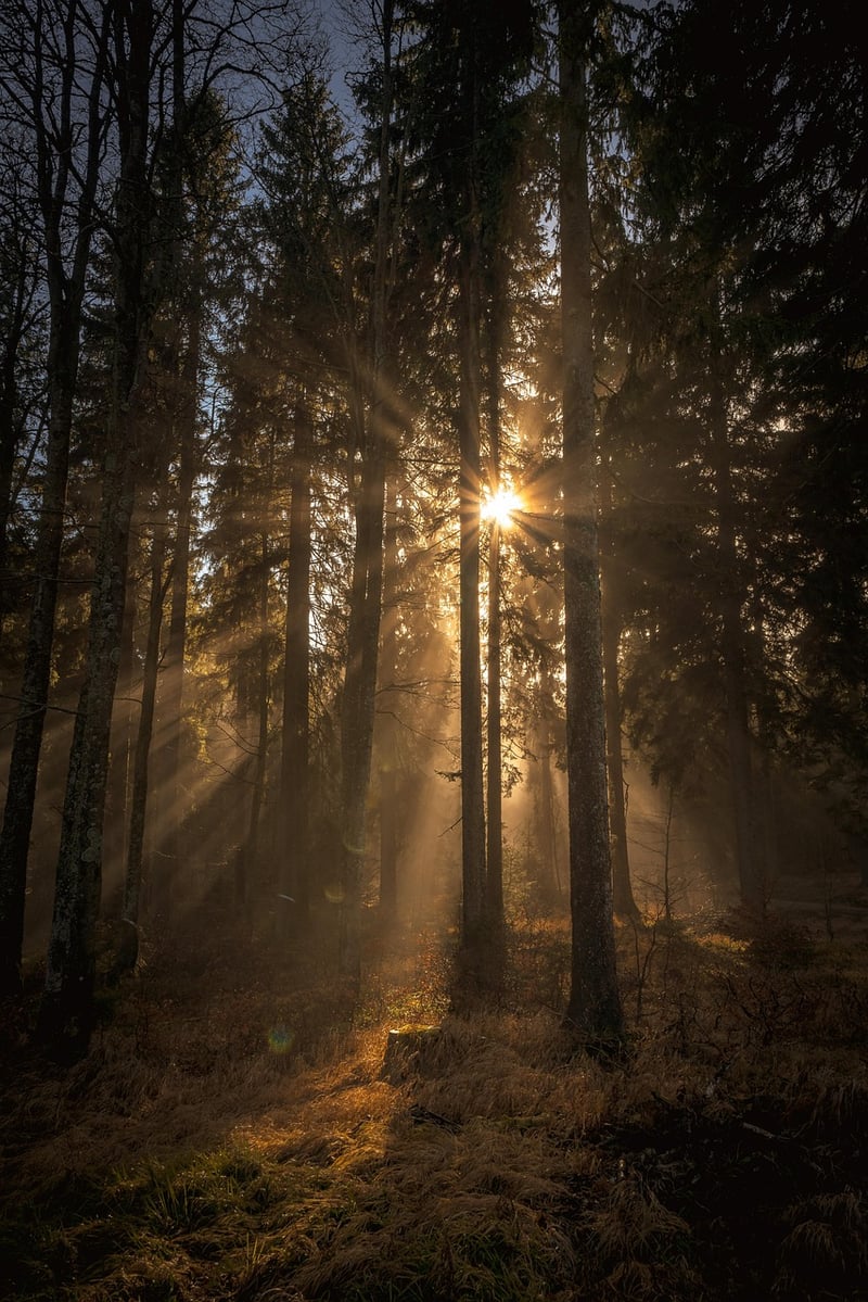 Walking Meditation